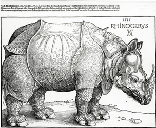 The Rhinoceros